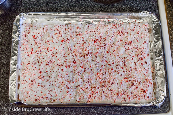 A metal tray with candy cane pretzel bark cooling on it