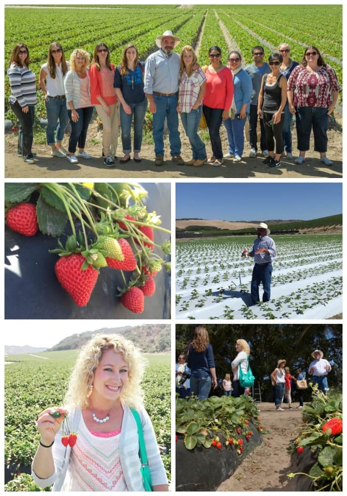 collage of pictures from the 12 Reasons to love CA Strawberries Tour