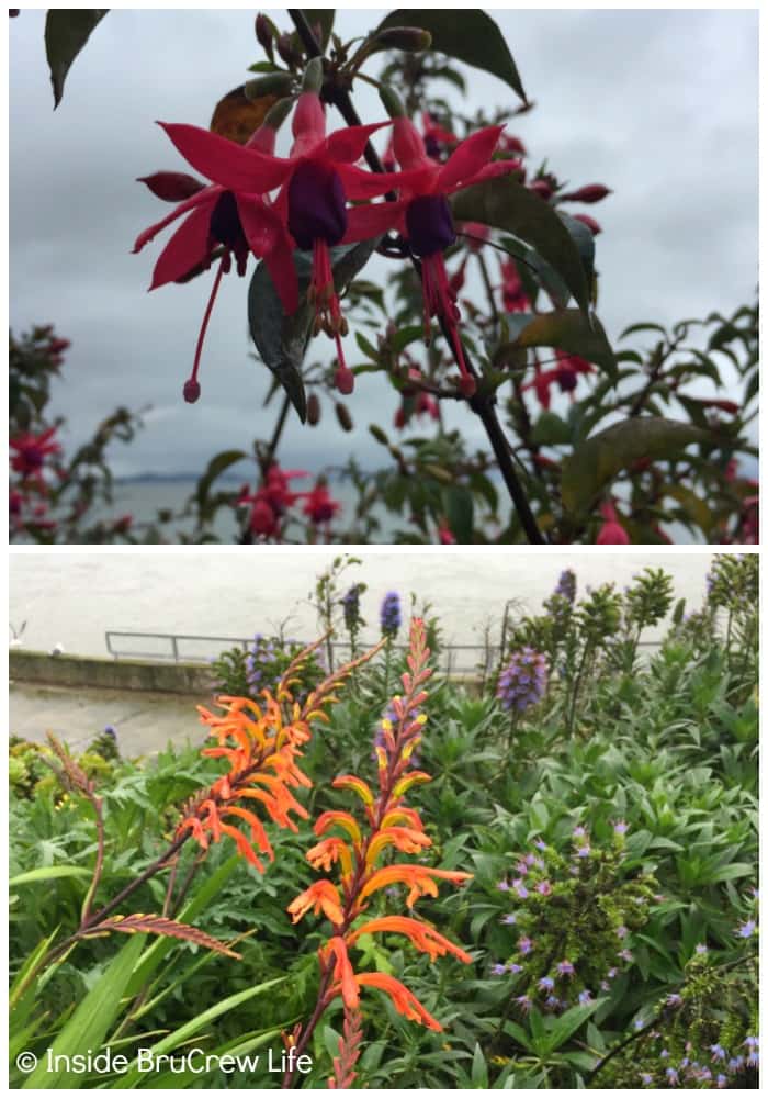 Seven Places to Visit in San Francisco - the flowers and gardens on Alcatraz are a beautiful to see.