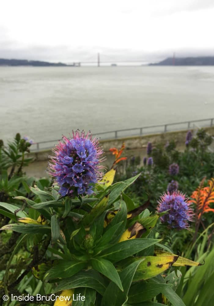 Seven Places to Visit in San Francisco - the views of the bay and city from Alcatraz are gorgeous.