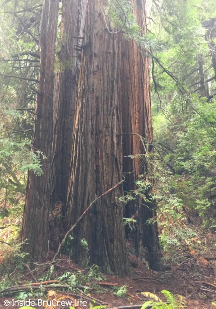 Seven Places to Visit in San Francisco - the redwoods in Muir Woods are an impressive sight to see.