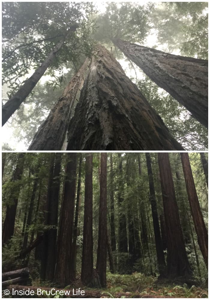 Seven Places to Visit in San Francisco - Seeing the redwood trees of Muir Woods and the hiking trails in the park are a fun thing to while you are in San Francisco. 