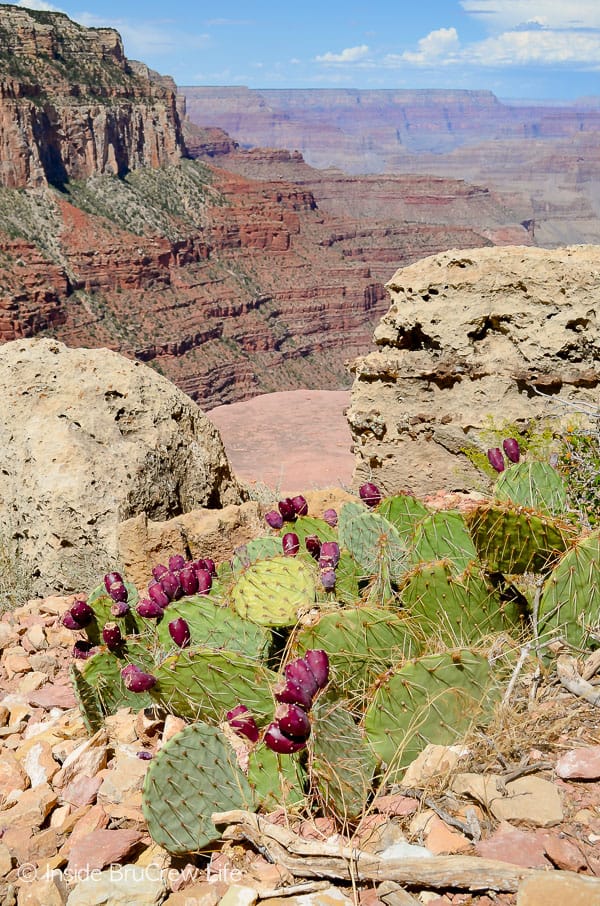 Visiting Grand Canyon National Park - make sure to take in all the small details when you are visiting the canyon. There is lots of rock formations and plant life that you don't want to miss.