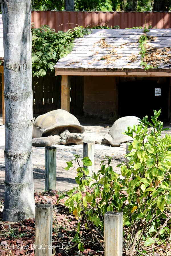 Sarasota Jungle Gardens - see different tropical plants and animals like these Galapagos turtles in this Florida attraction. #travel #tropical #jungle #gardens #flamingos #florida #family #floridaattractions