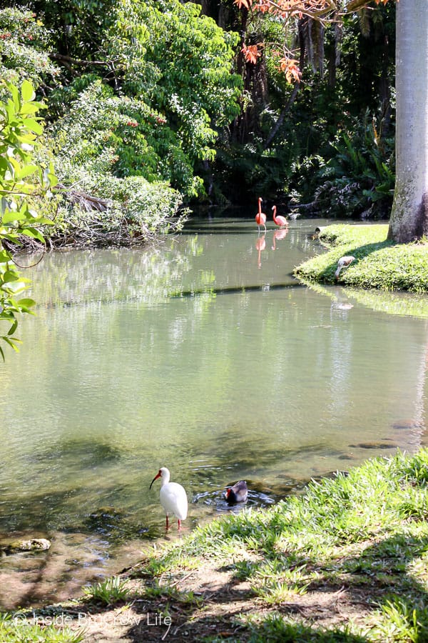 Sarasota Jungle Gardens - this beautiful tropical nature park features reptiles, birds, and mammals #travel #tropical #jungle #gardens #flamingos #florida #family #floridaattractions