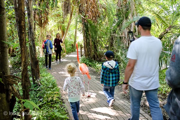 Sarasota Jungle Gardens - enjoy a flamingo encounter in this tropical nature park. The park also features reptiles, birds, and mammals in a beautiful jungle setting. #travel #tropical #jungle #gardens #flamingos #florida #family #floridaattractions