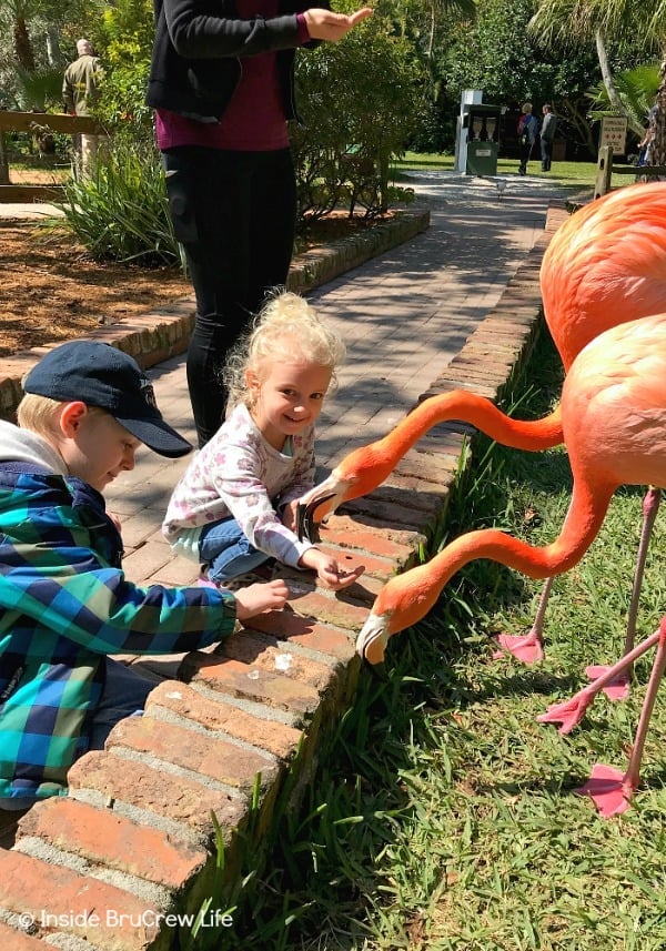 Sarasota Jungle Gardens - get up close and personal with the flamingos in this Florida nature park. These beautiful birds will eat the food right from your hands. #travel #tropical #jungle #gardens #flamingos #florida #family #floridaattractions