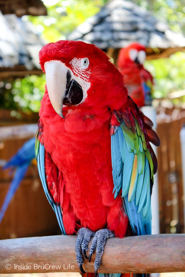 Sarasota Jungle Gardens - enjoy seeing and listening to the parrots and macaws in this nature park. You will also have an opportunity to have one of the gorgeous birds sit on your arm. #travel #tropical #jungle #gardens #flamingos #florida #family #floridaattractions