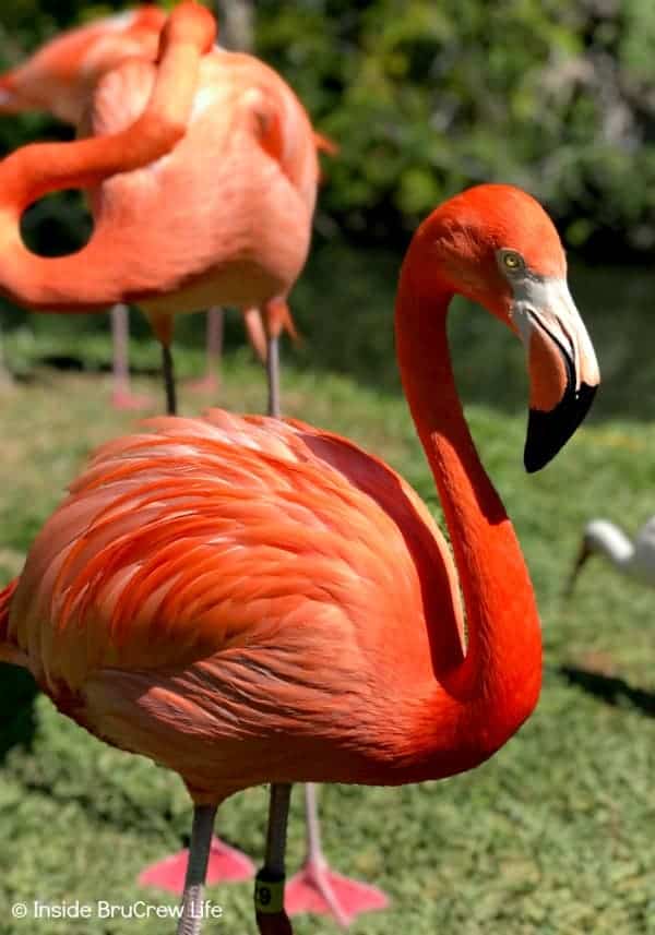 Sarasota Jungle Gardens - get up close and personal with the flamingos in this Florida nature park. These beautiful birds will eat the food right from your hands. #travel #tropical #jungle #gardens #flamingos #florida #family #floridaattractions