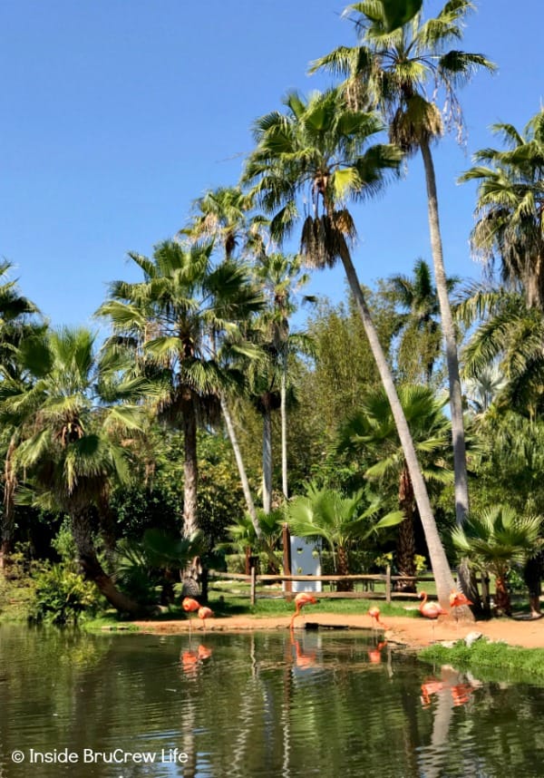 Sarasota Jungle Gardens - see different tropical birds among the trees and plants of this small Florida nature park. #travel #tropical #jungle #gardens #flamingos #florida #family #floridaattractions