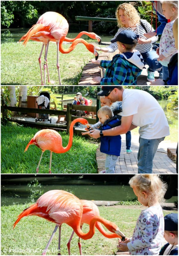 Sarasota Jungle Gardens - feed the flamingos that walk about freely in this Florida nature park. #travel #tropical #jungle #gardens #flamingos #florida #family #floridaattractions