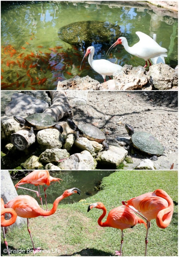 Sarasota Jungle Gardens - 10 acres of tropical jungle gardens and many different varieties of reptiles, birds, and animals can be found in this small Florida attraction. #travel #tropical #jungle #gardens #flamingos #florida #family #floridaattractions
