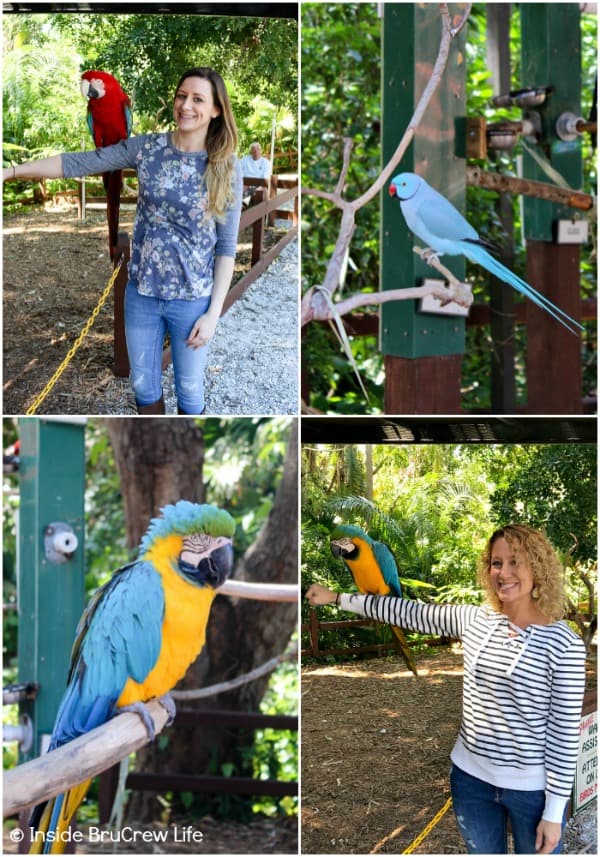 Sarasota Jungle Gardens - enjoy seeing and listening to the parrots and macaws in this nature park. You will also have an opportunity to have one of the gorgeous birds sit on your arm. #travel #tropical #jungle #gardens #flamingos #florida #family #floridaattractions