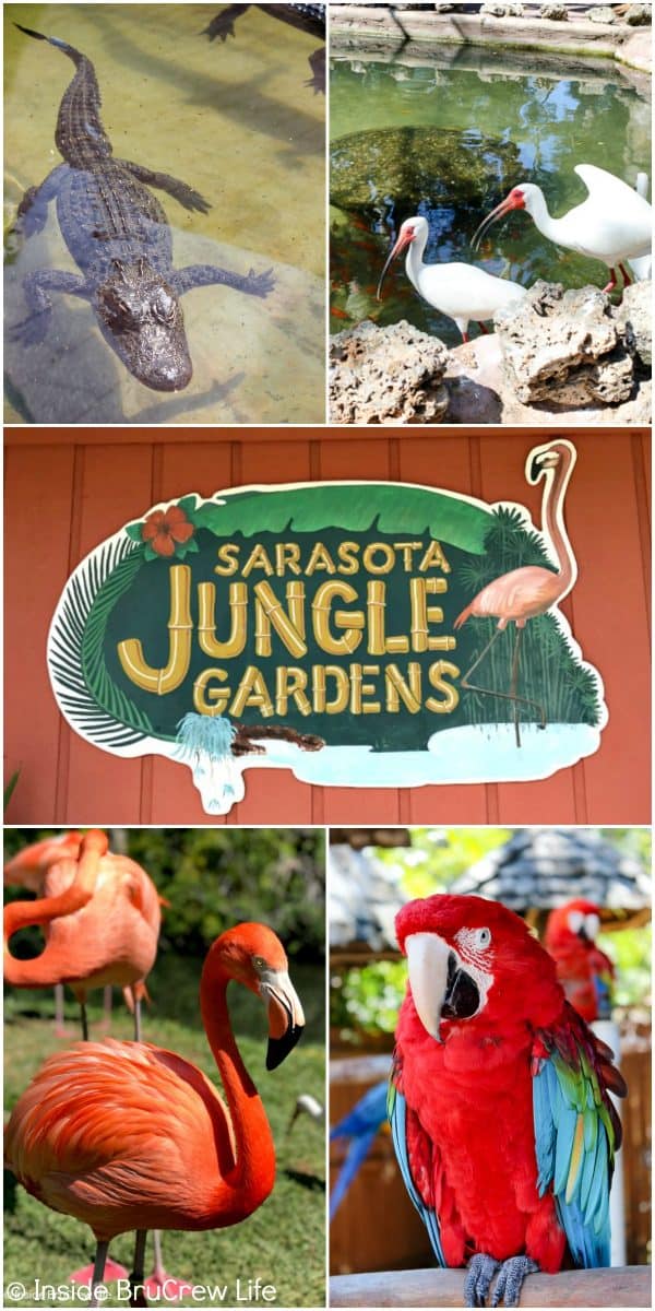 Sarasota Jungle Gardens - a tropical attraction located in Sarasota, Florida featuring many exotic plants and animals. Visit here with your family for a fun filled day! #travel #tropical #jungle #gardens #flamingos #florida #family #floridaattractions