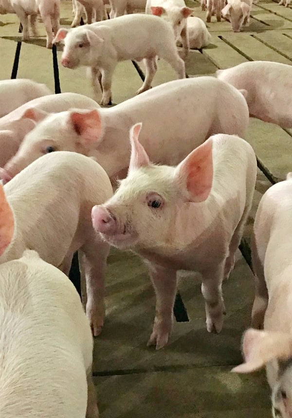 Pigs on a farm.
