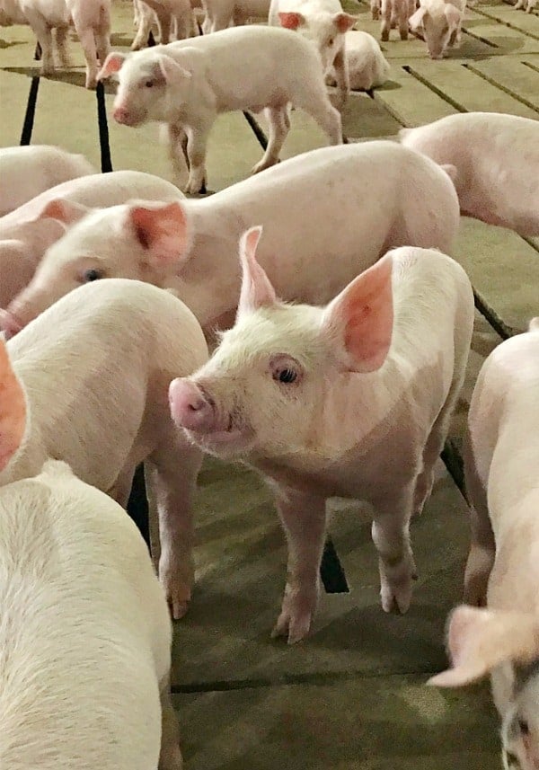 A group of indoor raised pigs in a pen