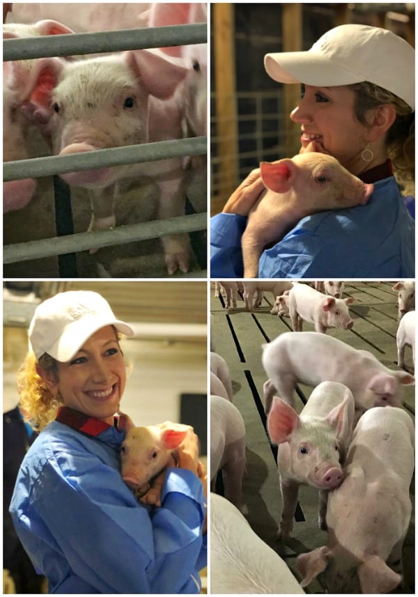 Four pictures collaged together of an indoor pig farm