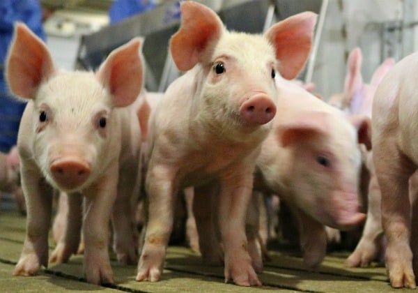 A group of baby pigs in an indoor farming facility