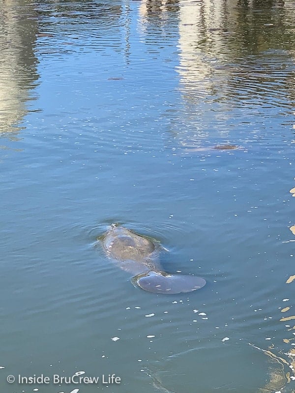 Manatee Viewing Area - manatees in the canal at the Tampa Electric company in Apollo Beach