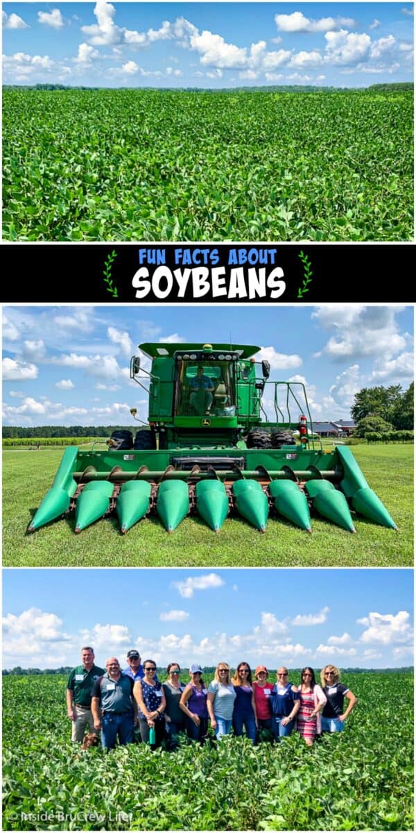 Fun Facts about Soybeans - learn how soybeans are farmed and processed and learn about the health benefits of incorporating soy in your meals.