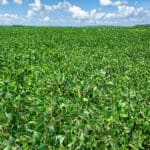 Fun Facts about Soybeans Fun Facts about Soybeans