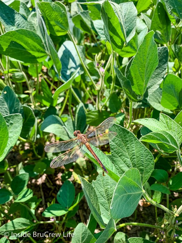 A dragonfly on a soybean plant showing how no till farming is a good sustainable farming practice