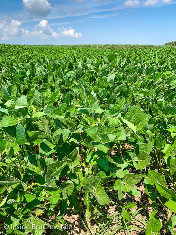 A picture of soybean plants on a sustainable farm