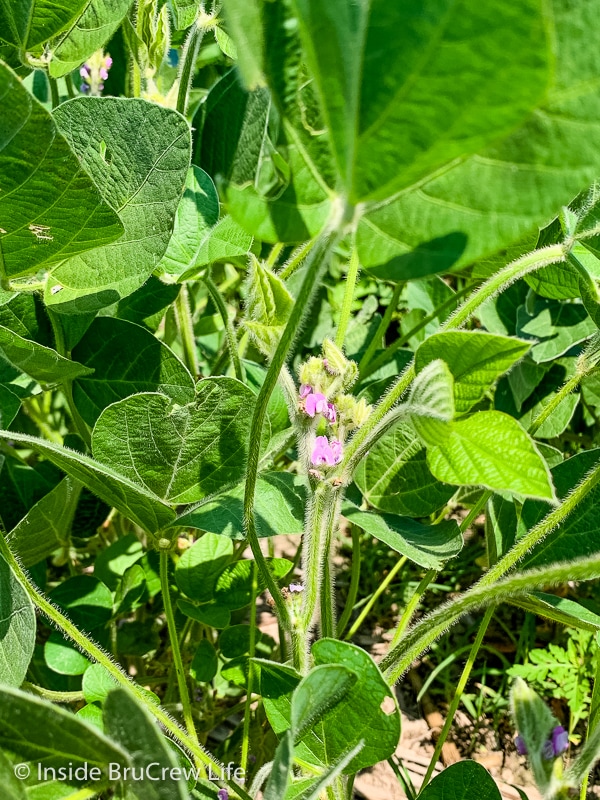 Close up picture of a flowering soybean plant on a sustainable farm