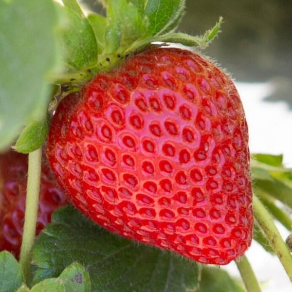 Red strawberry surrounded by green leaves