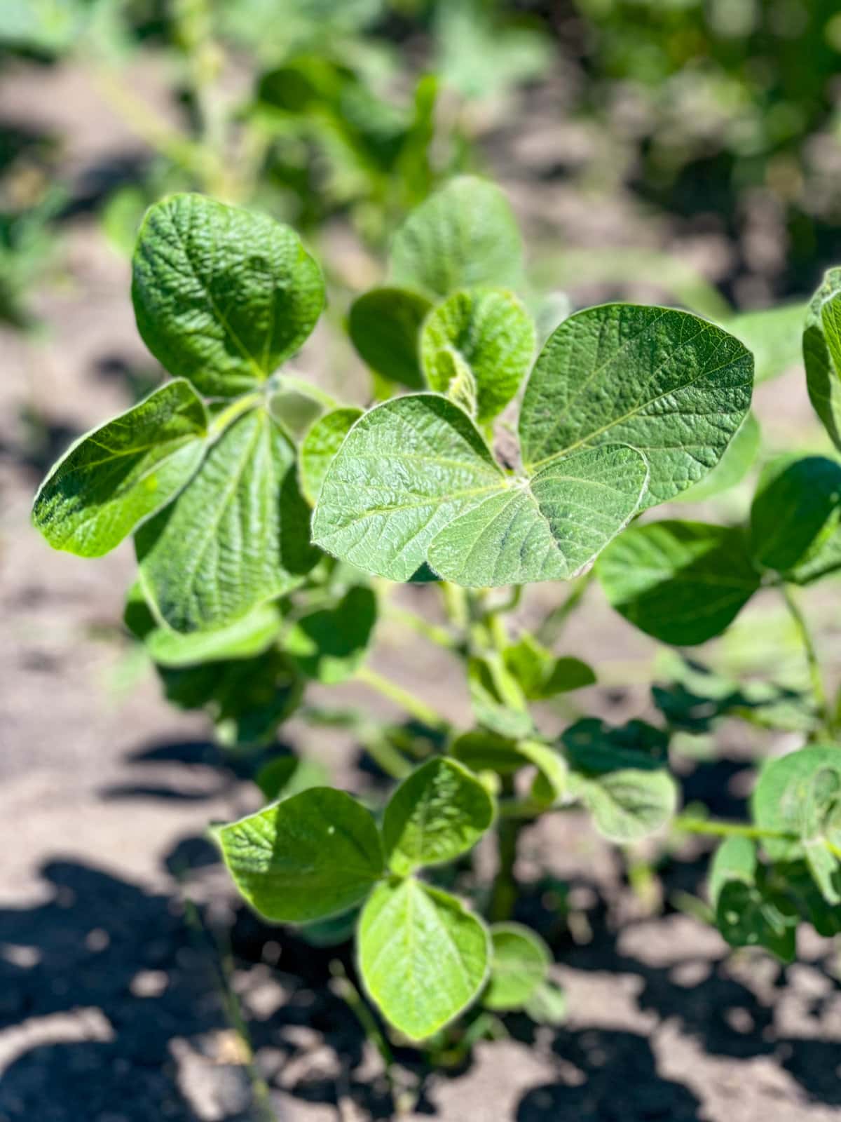 Green soybean plant in the ground.