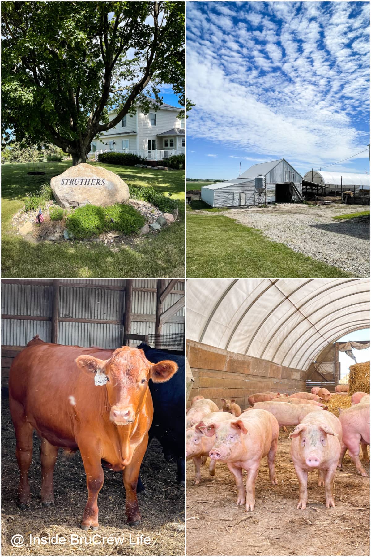 Four pictures of a livestock farm collaged together.