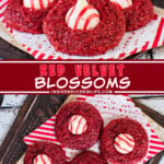 Two pictures of red velvet blossoms collaged with a red text box.